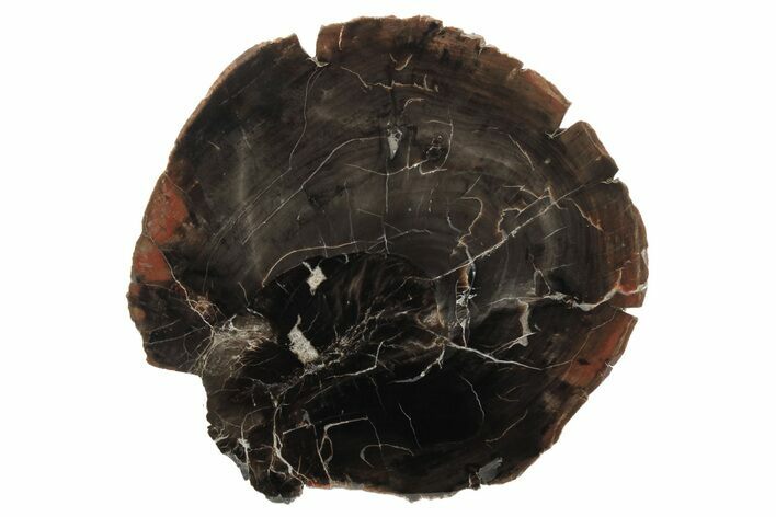 Polished Triassic Petrified Wood Round - Arizona #239326
